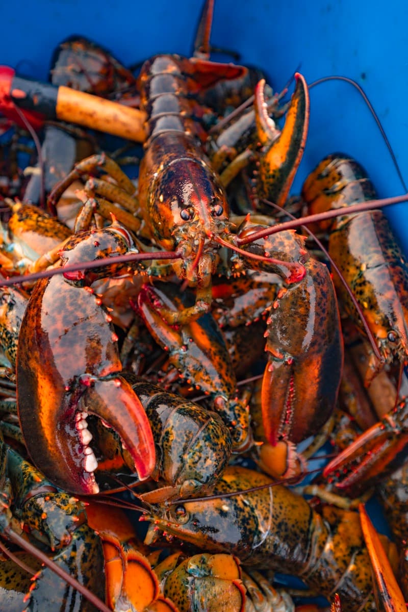 Fresh lobster